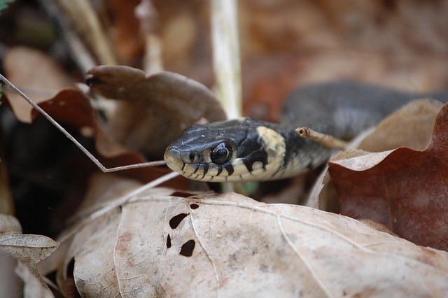 Khwab Mein Saanp Dekhne Ki Tabeer | Khwab Mein Saanp Dekhna | سانپ کو خواب میں دیکھنا | Seeing a snake in a dream